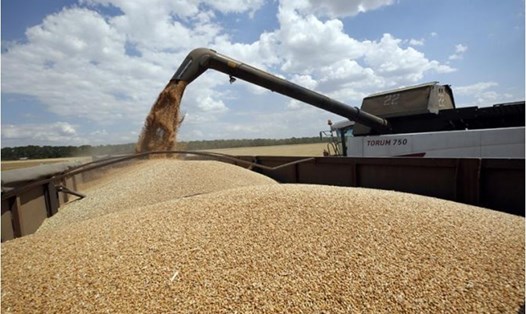 Giá lúa mì đã tăng 43,4% trong tuần trước, kỷ lục của 14 năm qua. Ảnh chụp màn hình