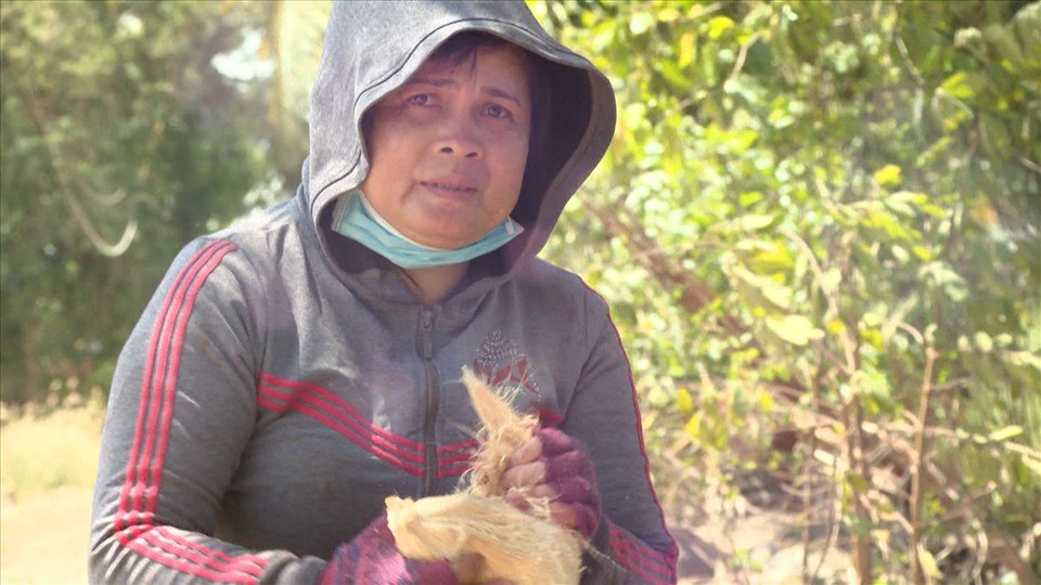 Chị Dung làm nghề leo dừa thuê để nuôi con học đại học. Ảnh: Bee. Chị Dung làm nghề leo dừa thuê để nuôi con học đại học. Ảnh: Bee.