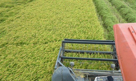Giá gạo xuất khẩu của Việt Nam lại tăng lạc quan thêm 5 USD/tấn. Ảnh: T.Long