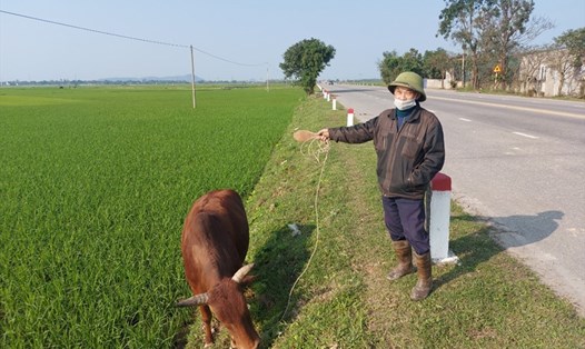 Khu quy hoạch 9 lô đất ở nông thôn tại xã Lâm Trung Thủy chưa làm hạ tầng, hiện trạng đang là đồng lúa xanh mướt nhưng giá khởi điểm 160m2 hơn 3,5 tỉ nên đấu giá bất thành hiện vẫn chưa thông báo đấu giá lần 2. Ảnh: Trần Tuấn.