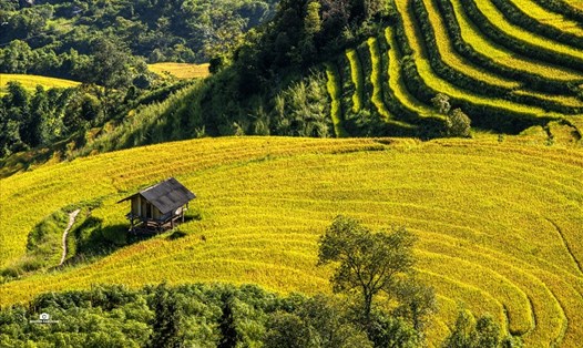 Mùa lúa chín vàng tại Sa Pa vào những ngày tháng 9. Ảnh: Đỗ Tuấn Anh