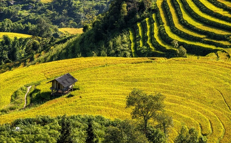 Mùa lúa chín vàng tại Sa Pa vào những ngày tháng 9. Ảnh: Đỗ Tuấn Anh