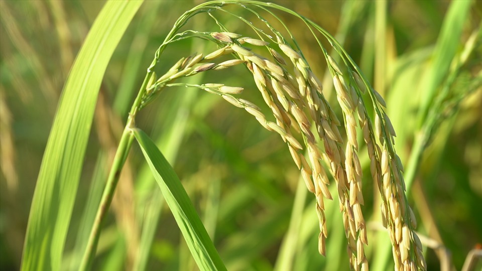 Giá gạo xuất khẩu của Việt Nam tiếp tục tăng, gạo Thái Lan “lao dốc”