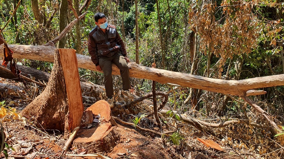 Vụ phá rừng nghiêm trọng ở Măng Đen: Triệu tập 6 đối tượng liên quan