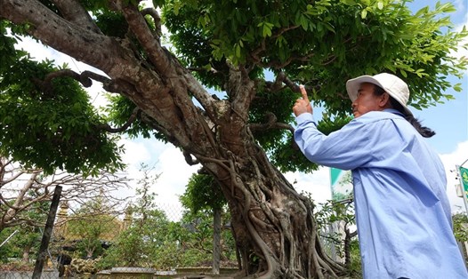 Chiêm ngưỡng cây sộp hơn 100 tuổi xác lập kỷ lục Châu Á. Ảnh: Tạ Quang