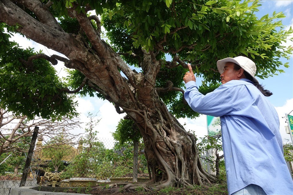 Chiêm ngưỡng cây sộp hơn 100 tuổi xác lập kỷ lục Châu Á. Ảnh: Tạ Quang Chiêm ngưỡng cây sộp hơn 100 tuổi xác lập kỷ lục Châu Á. Ảnh: Tạ Quang