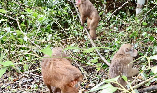 Các cá thể khỉ vừa được thả về Vườn Quốc gia Vũ Quang. Ảnh: TT.