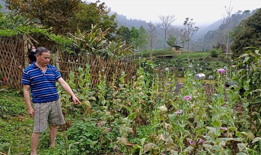 135 cây thuốc phiện được trồng trái phép tại Na Rì, Bắc Kạn bị phát hiện nhổ bỏ.