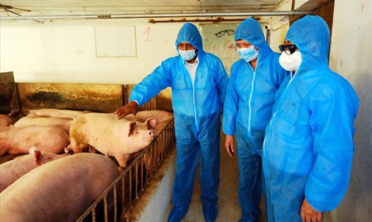 Chăn nuôi lợn đang chuyển dần sang hướng an toàn sinh học. Ảnh: Giang Nguyễn