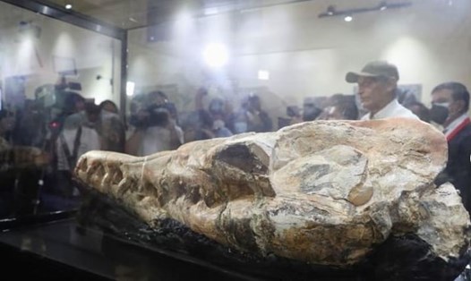 Hóa thạch hộp sọ loài động vật biển ăn thịt thời kỳ cổ đại đang được trưng bày tại bảo tàng Lịch sử tự nhiên ở Lima, Peru. Ảnh: The Museum of Natural History