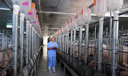 Chăn nuôi lợn đang phát triển theo hướng tập trung, an toàn sinh học. Ảnh: Q.Giao