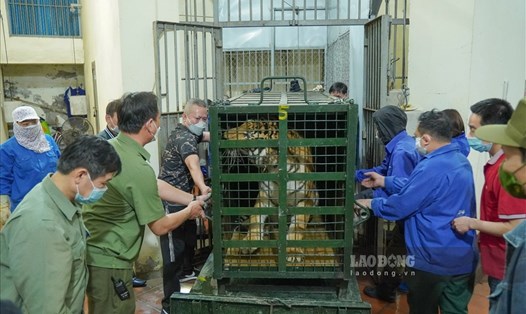 Một cá thể hổ nuôi ở xã Đô Thành, huyện Yên Thành (Nghệ An) được đưa về vườn thú Hà Nội. Ảnh: Hữu Chánh