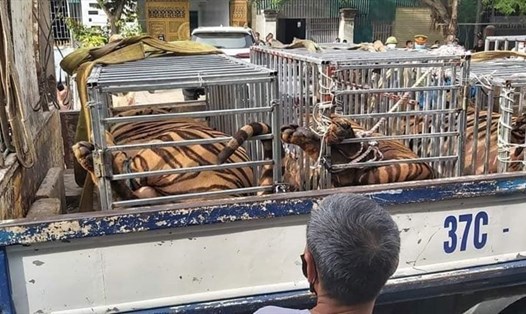 Công an Nghệ An đưa 17 con hổ lớn phát hiện tại xã Đô Thành, huyện Yên Thành về phục vụ điều tra. Ảnh: NP