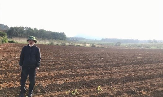 Các hộ nhận khoán đất của Công ty TNHH MTV Nông nghiệp Xuân Thành phản ánh Công ty ép dân trồng cây chè hiêu quả bấp bênh. Ảnh: Quang Đại