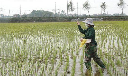Chị Thái đang bón đạm cho lúa nhưng than phiền giá phân bón quá cao, nông dân thêm khó khăn. Ảnh: Trần Tuấn