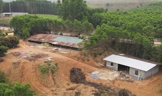 2 dãy chuồng trại mới được xây dựng ở ngay trên đường Hồ Chí Minh đoạn qua huyện Vĩnh Linh để đón việc đền bù cao tốc Bắc - Nam. Ảnh: Hưng Thơ.