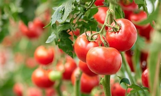 Cà chua là một trong những loại rau củ dễ bị tẩm hóa chất. Ảnh: Quora