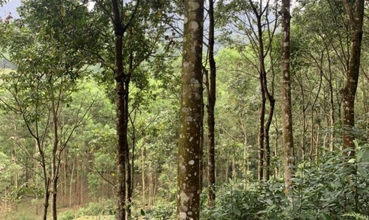 Trồng rừng gỗ lớn đem lại kinh tế ổn định cho người dân vùng núi tại Quảng Bình. Ảnh: H.L