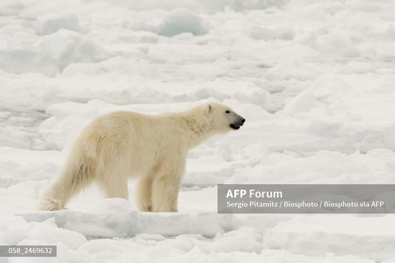 Gấu Bắc Cực. Ảnh: AFP