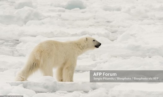 Gấu Bắc Cực. Ảnh: AFP