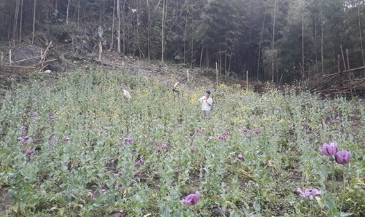 Lực lượng chức năng huyện Bảo Lâm (Cao Bằng) vừa phát hiện và nhổ bỏ, tiêu hủy 2.200 cây thuốc phiện được trồng trái phép. Ảnh: CACC.