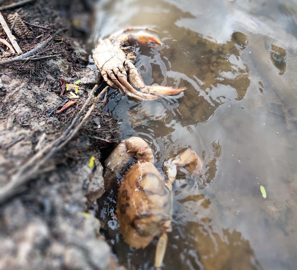 Cua Cà Mau lại chết đồng loạt chưa rõ nguyên nhân. Ảnh: Người dân cung cấp