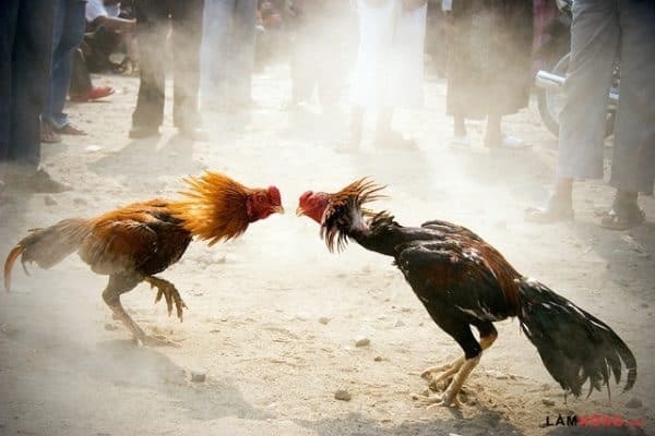 Đăng ký để tham gia đá gà ăn tiền nhà cái Rikvip