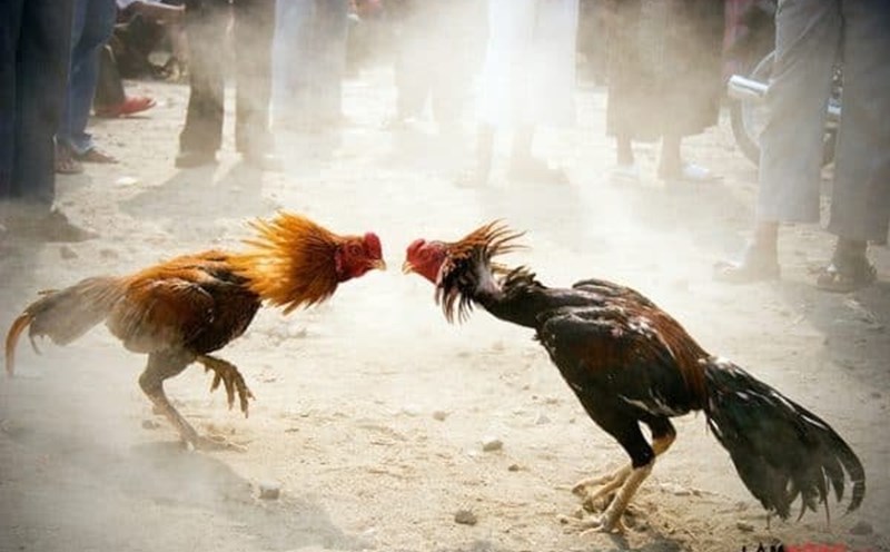 Đá Gà PG66 – Trải Nghiệm Giải Trí Kịch Tính Và Hấp Dẫn Hàng Đầu Da Ga