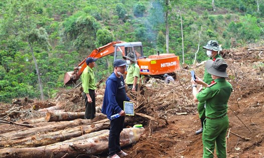 Các lực lượng chức năng tỉnh Lâm Đồng điều tra vụ việc 1,9ha rừng bị cưa hạ, đáo xới ở huyện Bảo Lâm. Ảnh: Khánh Phúc