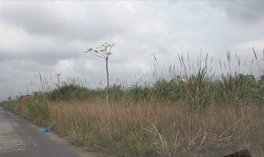 Khu đô thị lấn biển Cao Xanh - Hà Khánh, TP.Hạ Long sau hơn 10 năm vẫn ngút ngàn lau cỏ. Ảnh: Nguyễn Hùng