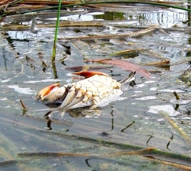 Đã tìm ra nguyên nhân hiện tượng cua chết bất thường tại tỉnh Cà Mau. Ảnh: Người dân cung cấp