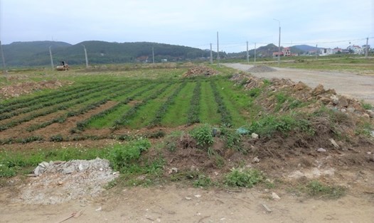 Chủ đầu tư “Xây dựng khu dân cư chất lượng cao tại xã Quỳnh Nghĩa” không xây dựng các hạng mục theo đồ án đã được phê duyệt mà chỉ phân lô bán nền. Ảnh: QĐ