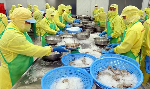 Công nhân trong lĩnh vực chế biến thủy sản tuân thủ nghiêm ngặt an toàn vệ sinh thực phẩm, làm việc trong môi trường lạnh nên F0 không thể đi làm việc trực tiếp. Ảnh: Minh họa