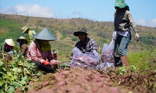 Nông dân thu hoạch khoai lang ở huyện Phú Thiện. Ảnh T.T