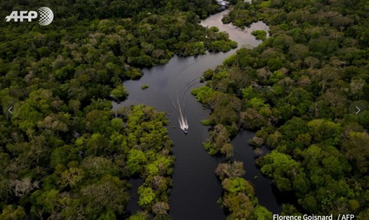 Các NFT đại diện cho các khu vực khác nhau được bán để gây quỹ bảo tồn rừng Amazon. Ảnh: AFP
