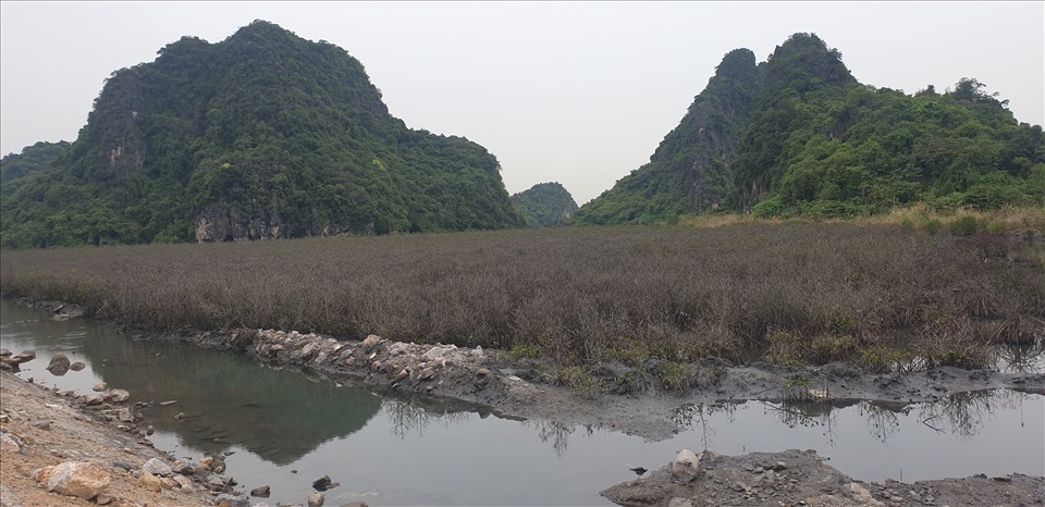 Cách đây vài tháng, khu rừng ngập mặn này còn xanh ngắt. Ảnh: Nguyễn Hùng