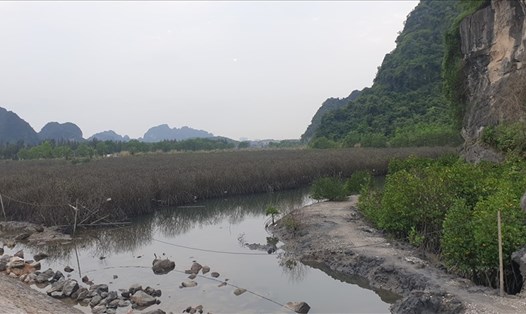 Khu rừng ngập mặn phía trong đường ven biển Hạ Long - Cẩm Phả đang bị bức tử. Khu rừng bên cạnh vẫn xanh tươi. Ảnh: Nguyễn Hùng