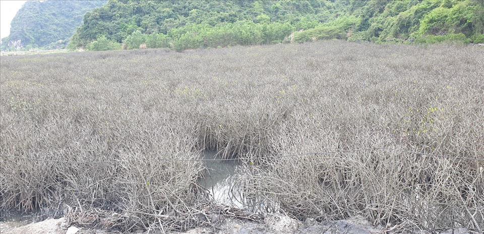 Khu rừng ngập mặn nằm phía bên trong đường ven biển Hạ Long - Cẩm Phả. Ảnh: Nguyễn Hùng