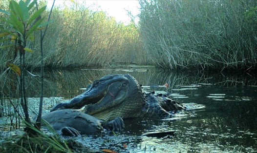 Con cá sấu đực khổng lồ bị bắt gặp đang ăn xác chết hải ly. Ảnh: UGA Coastal Ecology Lab