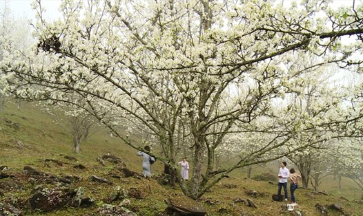 Tháng 3 hàng năm là thời điểm hoa lê nở trắng các thôn bản của xã Hồng Thái (Na hang, Tuyên Quang).