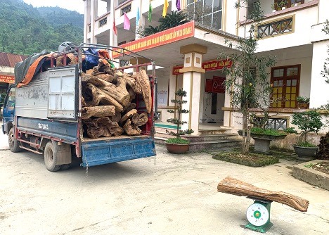 Hà Giang: Bắt giữ vụ vận chuyển trái phép hơn 2.000 m3 gỗ quý hiếm