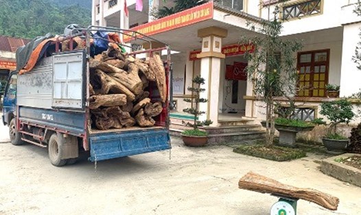 Số gỗ bách xanh quý hiếm được vận chuyển trái phép đang bị Công an huyện Quản Bạ (Hà Giang) tạm giữ.