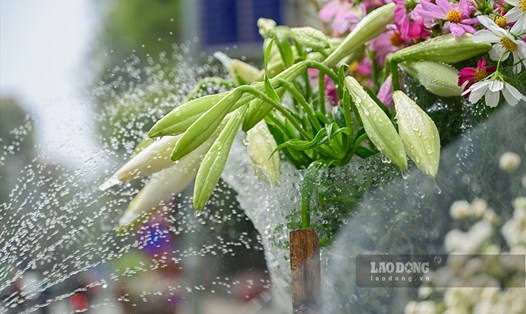 Sắc trắng hoa loa kèn báo tin mùa hạ về trên mỗi góc phố Hà Nội.
