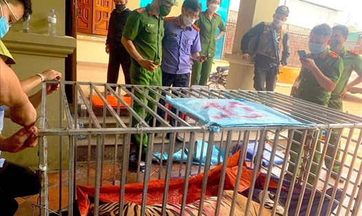 Công an tỉnh Nghệ An phối hợp phá vụ án nuôi nhốt hổ trái phép tại xã Đô Thành, huyện Yên Thành ngày 4.8.2021. Ảnh: NP