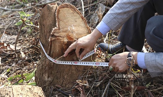 Công an TP. Điện Biên Phủ đang củng cố hồ sơ xem xét khởi tố vụ phá rừng tái sinh ở xã Nà Nhạn như Lao Động phản ánh.