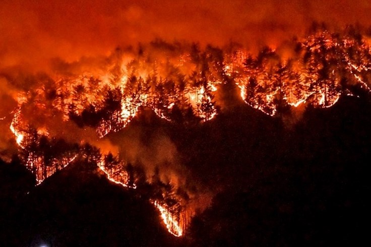 Nhiều nghệ sĩ Hàn Quốc ủng hộ các nạn nhân trong vụ cháy rừng