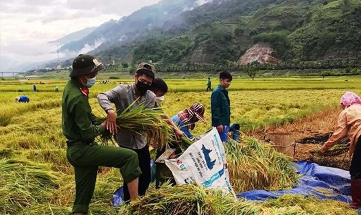 Giá gạo xuất khẩu của Việt Nam liên tiếp được điều chỉnh tăng. Ảnh: Nguyễn Anh Tuấn