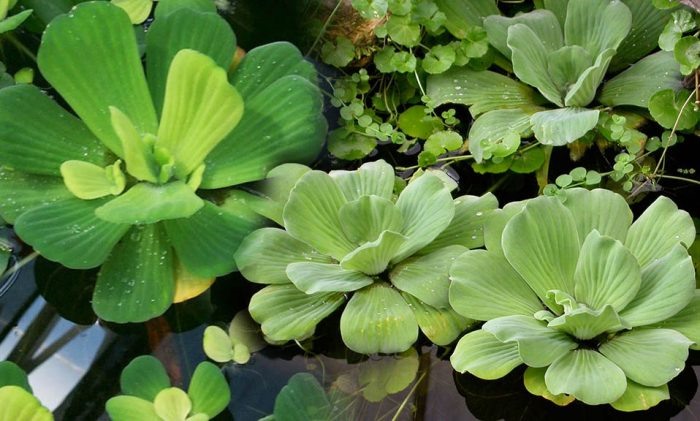 Ngoài làm thức ăn gia súc, cây Bèo cái còn có công dung chữa bệnh độc đáo. Ảnh: Từ Ân