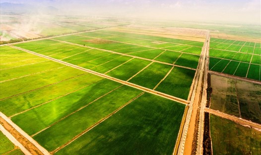 Diện tích "cánh đồng lớn" của Trung An nhằm đáp ứng nhu cầu xuất khẩu gạo tới nhiều thị trường cao cấp. Ảnh: T.A