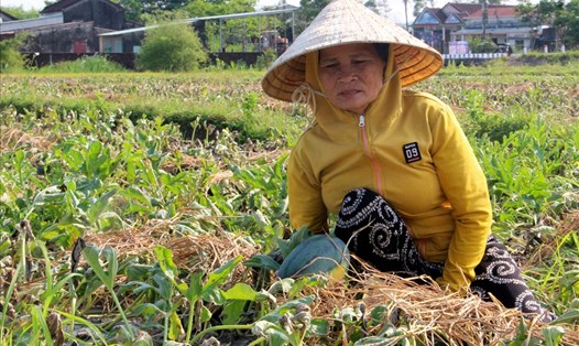 Hàng trăm hecta của người nông dân ở Quảng Nam bị khô héo. Ảnh: Thanh Chung